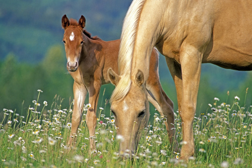 Pony e mamma